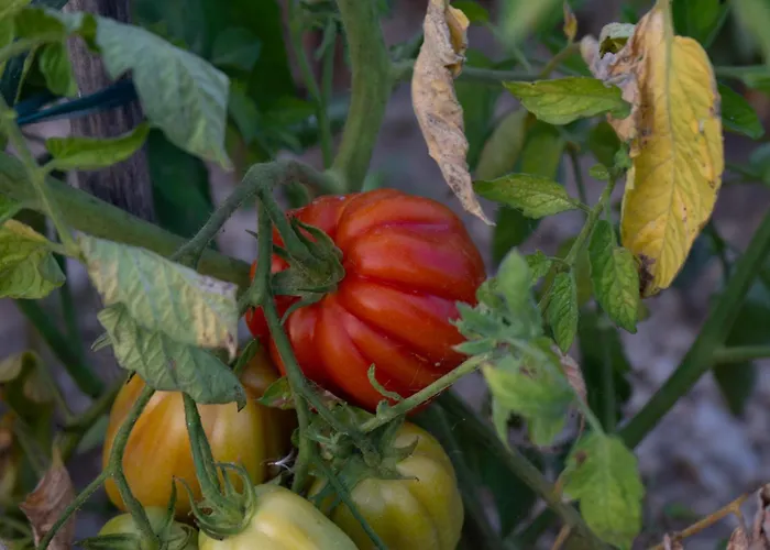 דירה Disability-friendly With Free Parking