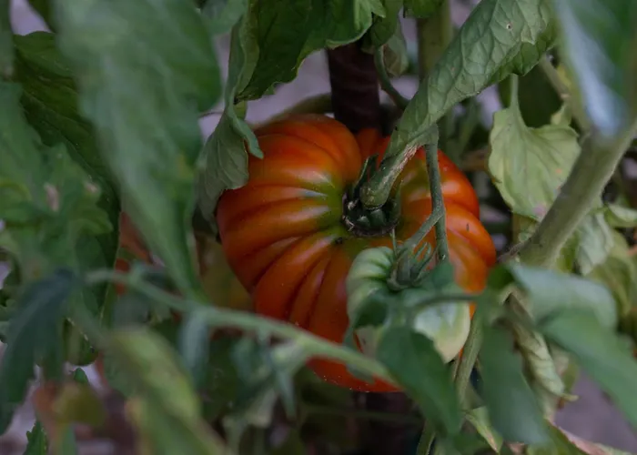 Disability-friendly With Free Parking דירה *
