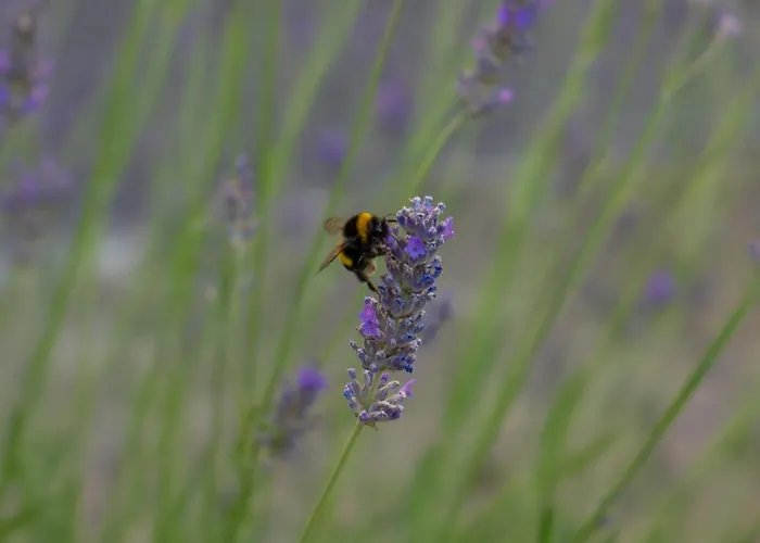 Disability-friendly With Free Parking *